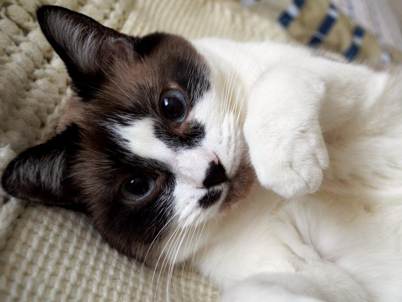 Are Siamese Mix Cats Good Pets