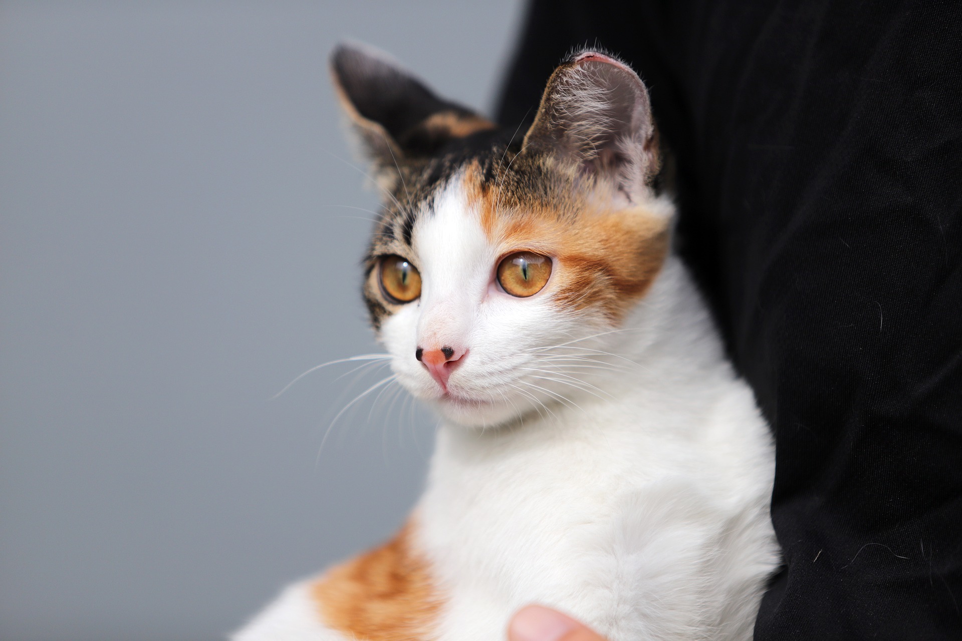 calico-cat-westvet-veterinarian-hospital-services