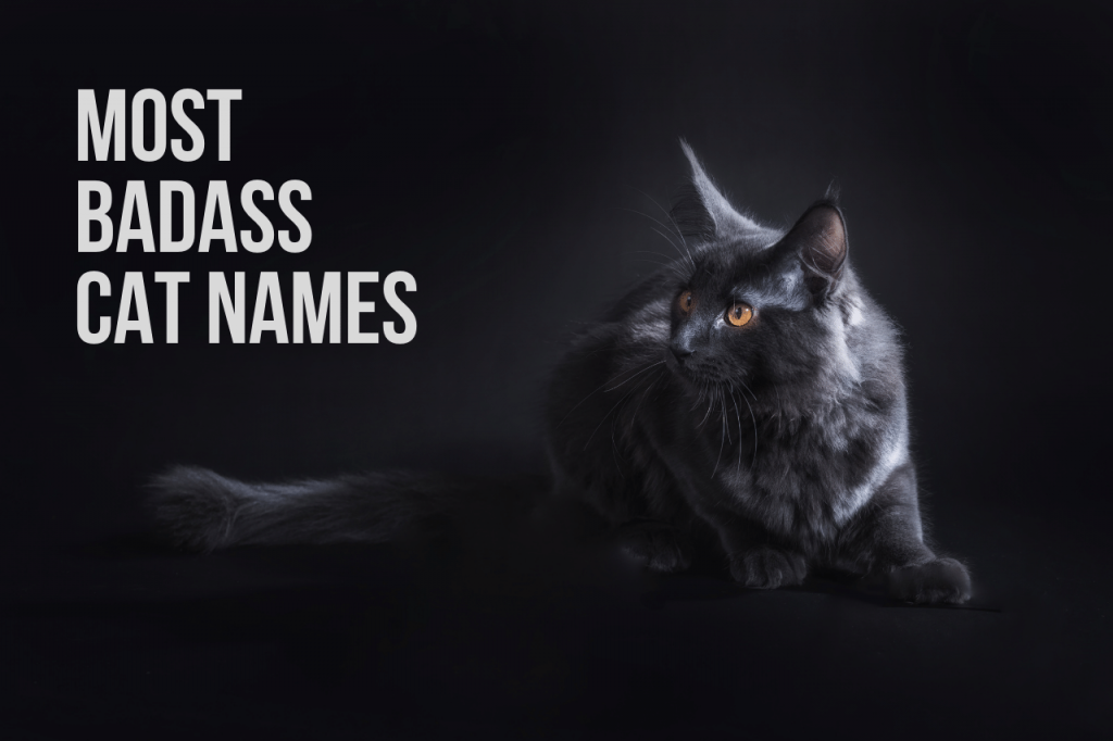 Badass Cat Names 98 Truly Tough Ideas KittenMeow