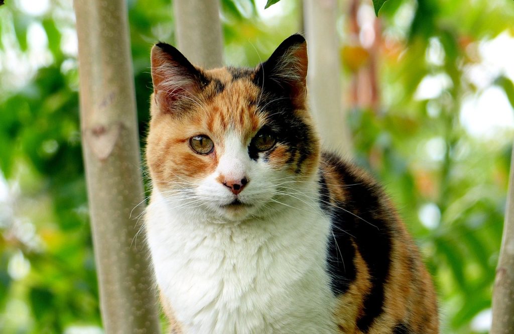 Unique Calico Cat Names