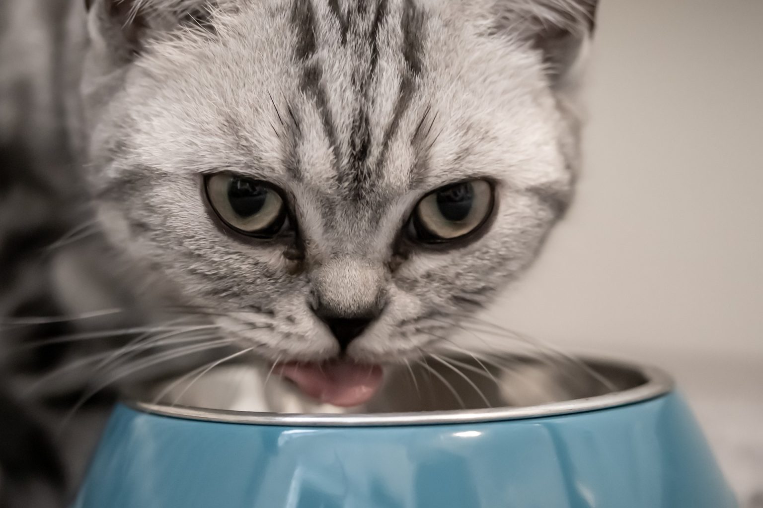 Asian Cat Names 100 Best Cute Ideas KittenMeow