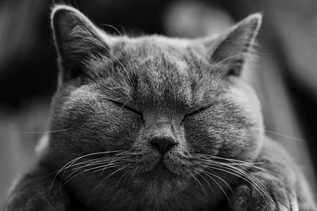 Grey Cat Names 77 Unique Male Female Names KittenMeow