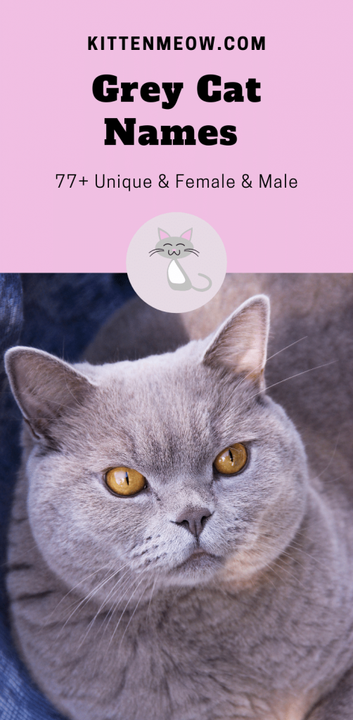 grey cat names pin