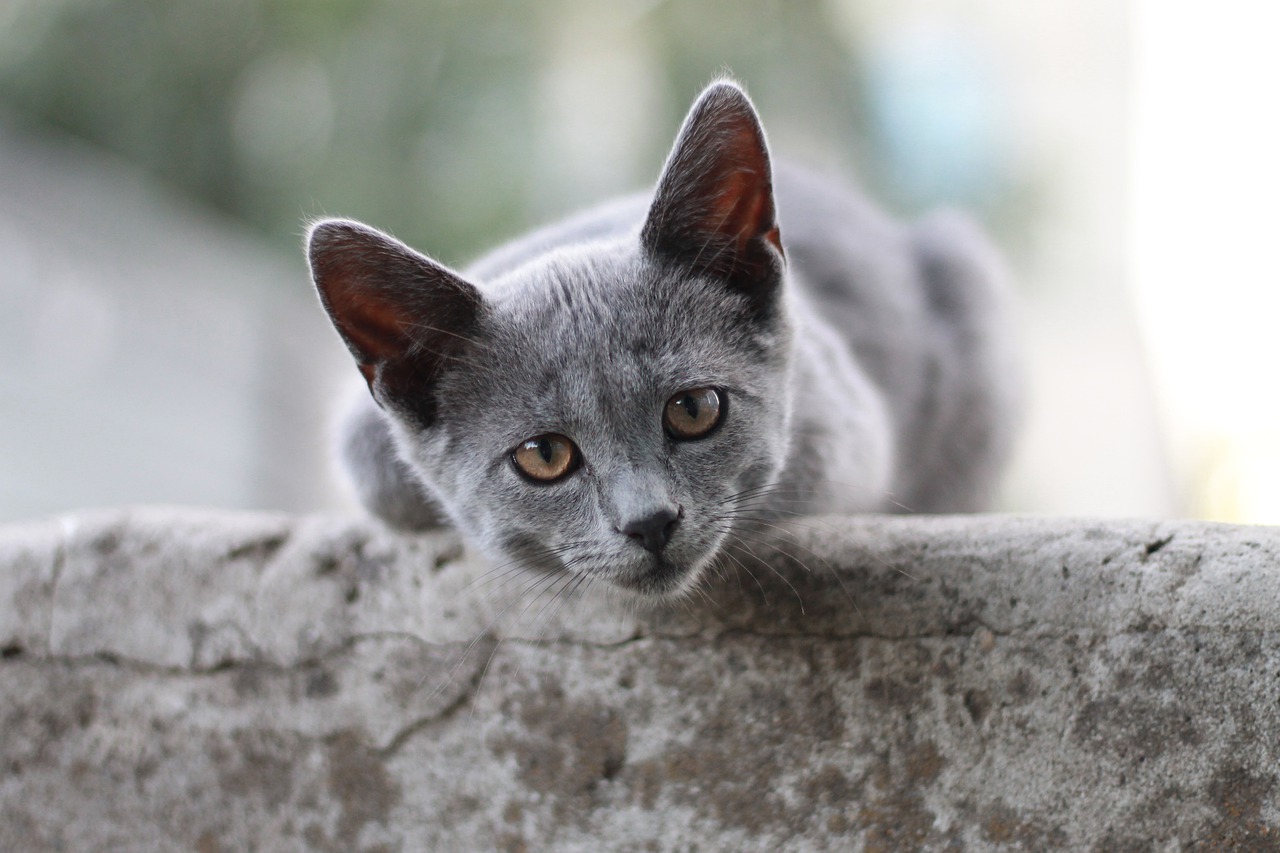 grey cat names