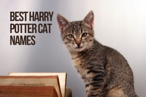 Harry Potter Cat Names 100+ CUTE & TOP & BEST Ideas - KittenMeow