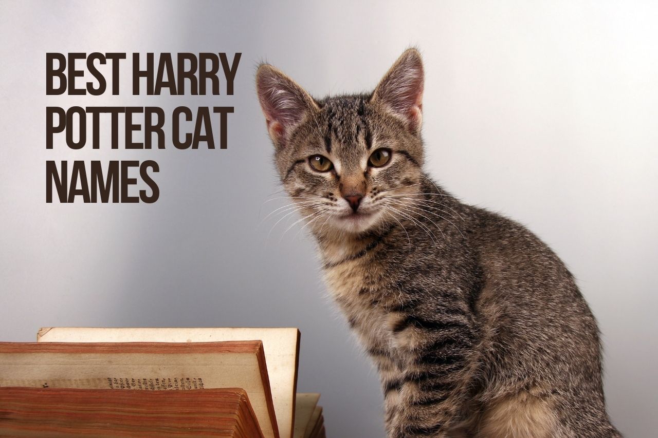 harry-potter-cat-names-100-cute-top-best-ideas-kittenmeow