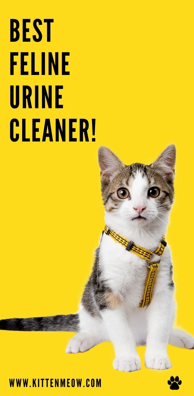 9 Tips For Picking The Very Best Feline Urine Cleaner KittenMeow