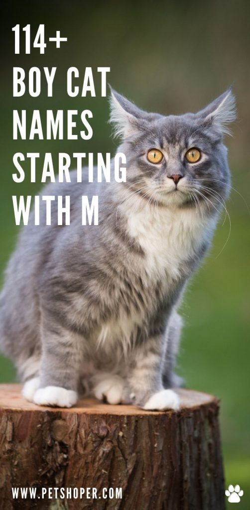 Boy Cat Names Starting With M pin
