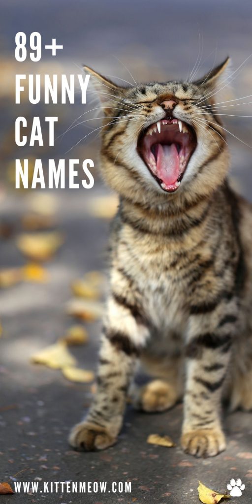 funny cat names pin