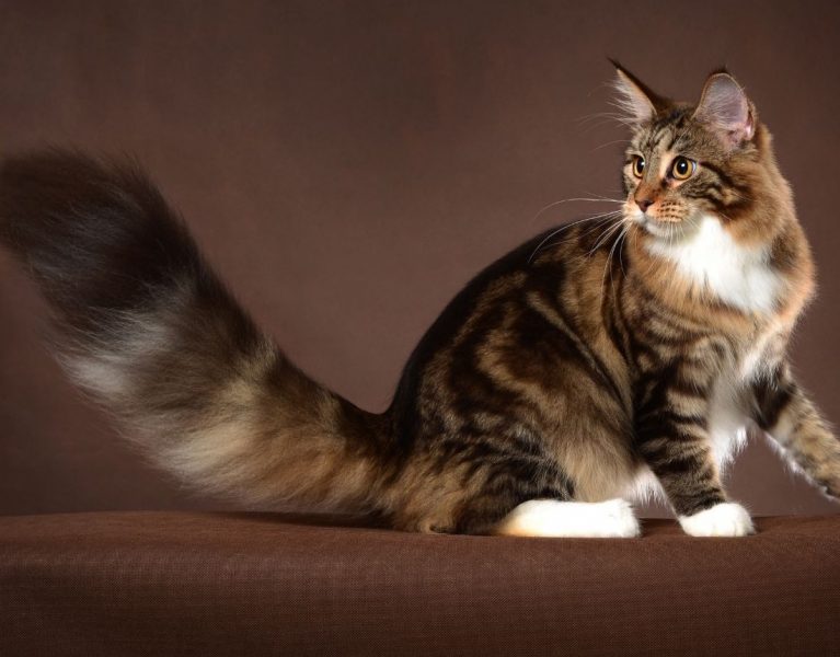 Which Cats Have The Longest Tails